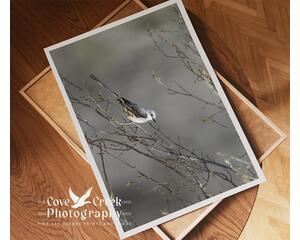 Giclee print of a scissor-tailed flycatcher perched on a branch at daybreak available at Cove Creek Photography.